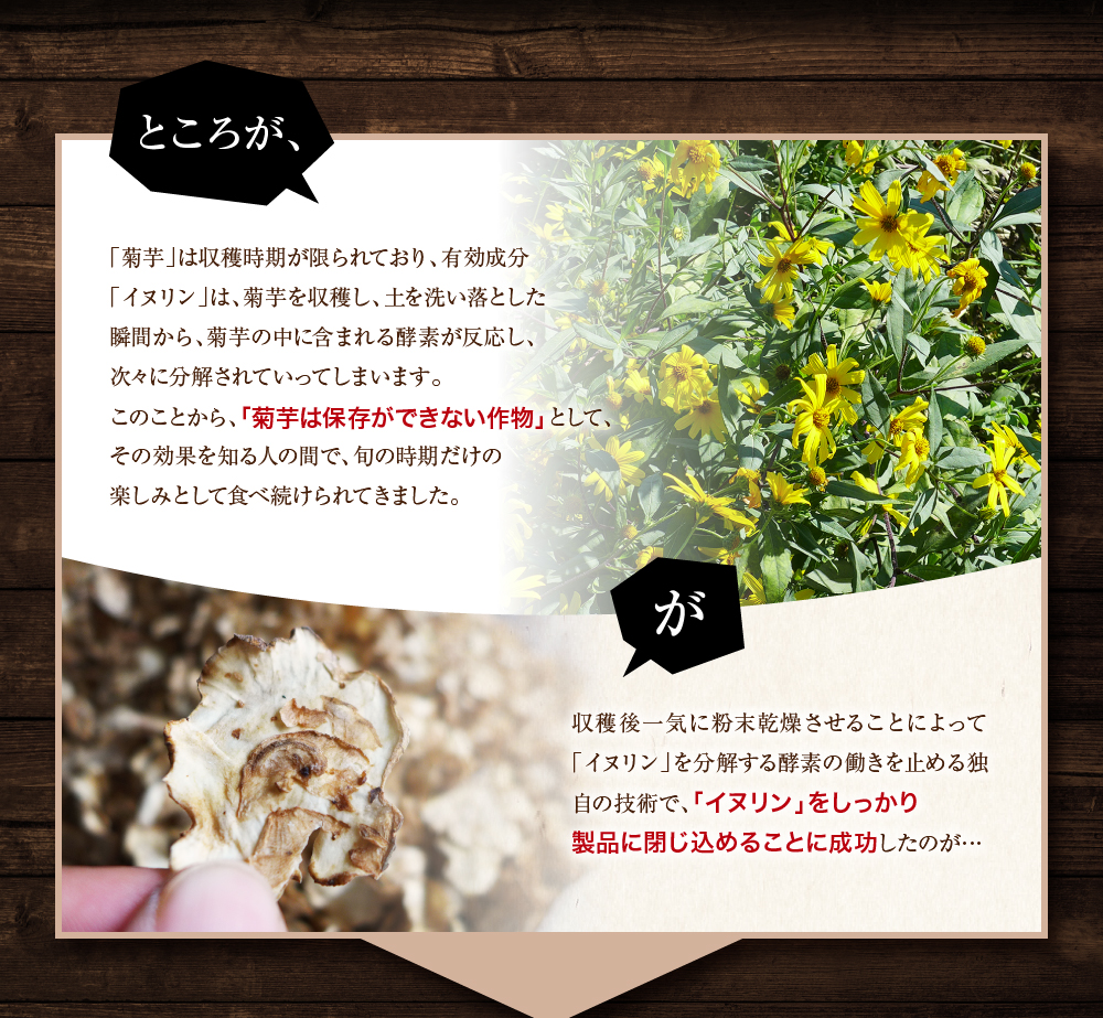 「菊芋は保存ができない作物」独自の技術で、「イヌリン」をしっかり製品に閉じ込めることに成功